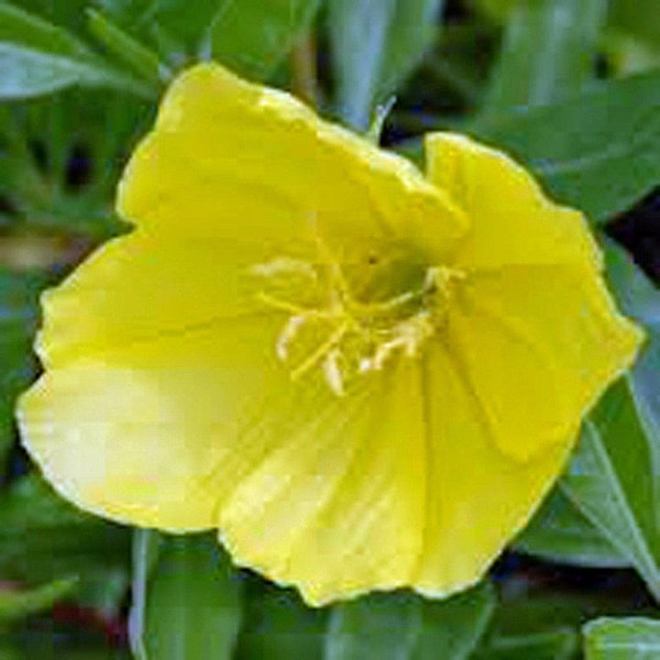 Evening Primrose Seeds Newly Harvested, Beautiful Yellow Flowers