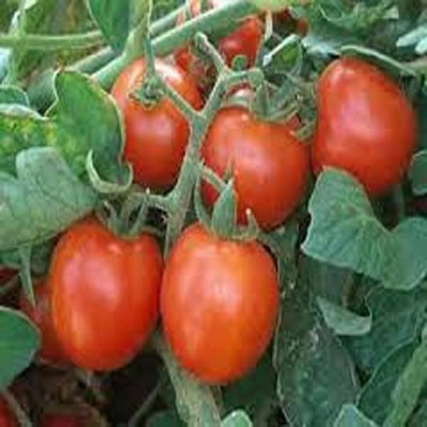 Tomato Seeds, Sweet Large Cherry Tomato Seeds, Heirloom. Country Creek Acres