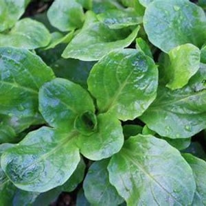 May include: Close-up of a patch of lush green leafy vegetables. The leaves are smooth and have a slightly glossy finish.