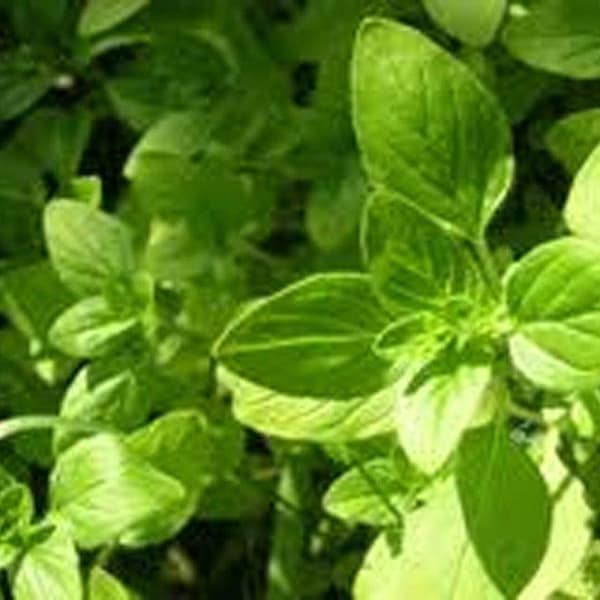 Oregano Seeds Italian Oregano Herb Seeds, Heirloom, NON-GMO Seeds, Healthy Delicious Herb. Country Creek Acres