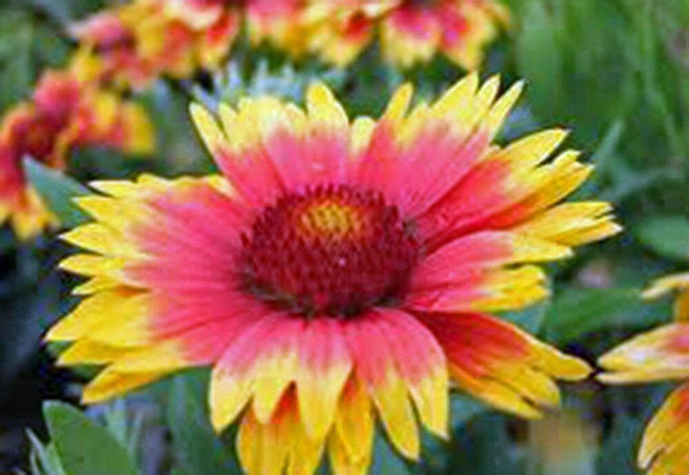 Gaillardia Blanket Flower seeds Seeds Organic Beautiful Etsy