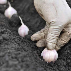 May include: A gloved hand planting garlic cloves in dark soil. The cloves are white and have a papery skin.