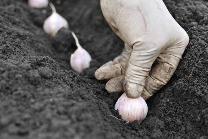 May include: A gloved hand planting garlic cloves in dark soil. The cloves are white and have a papery skin.