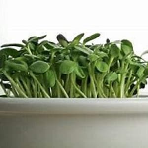 Sunflower Microgreen Seeds, Seed for Sprouts, Garden Planting, Cooking, Soup, Emergency Food Storage, Gardening, Juicing, Cover Crop.
