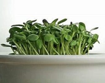 May include: A white ceramic bowl filled with fresh green sunflower sprouts.