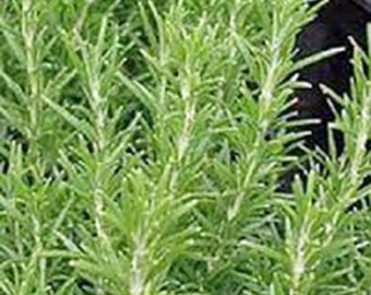Rosemary Seeds, Herb Seed, Heirloom, NON -GMO Seeds, Healthy & Tasty Herb. Country Creek Acres