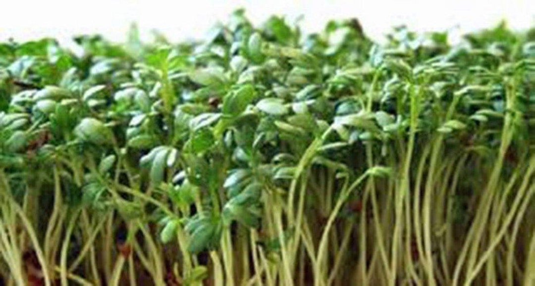 Curled Peppergrass garden cress