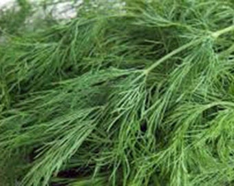 Dill Seed, Bouquet, Heirloom, NON-GMO Seeds, Herb Fresh or Dried, Country Creek Acres
