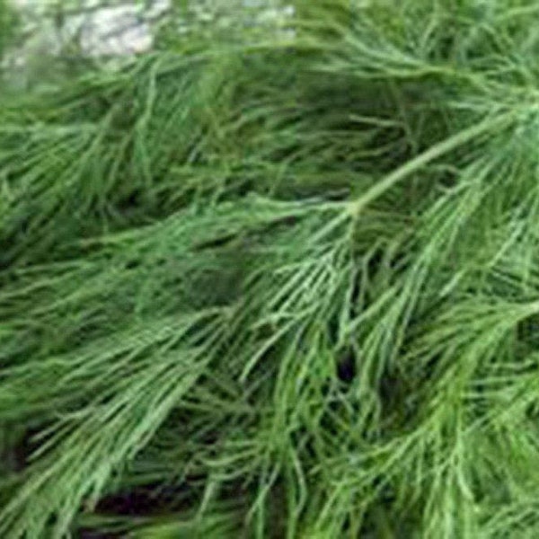Dill Seed, Bouquet, Heirloom, NON-GMO Seeds, Herb Fresh or Dried, Country Creek Acres