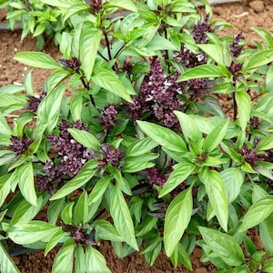 May include: Close-up of a vibrant green basil plant with purple flowers. The plant is growing in a garden setting.
