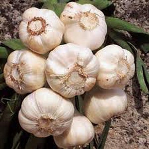 May include: A group of eight white garlic bulbs with brown roots. The garlic bulbs are arranged in a cluster, with some overlapping.