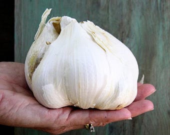 Elephant Garlic, Great for Planting, Eating or Cooking! Non GMO. Milder Tasting Garlic