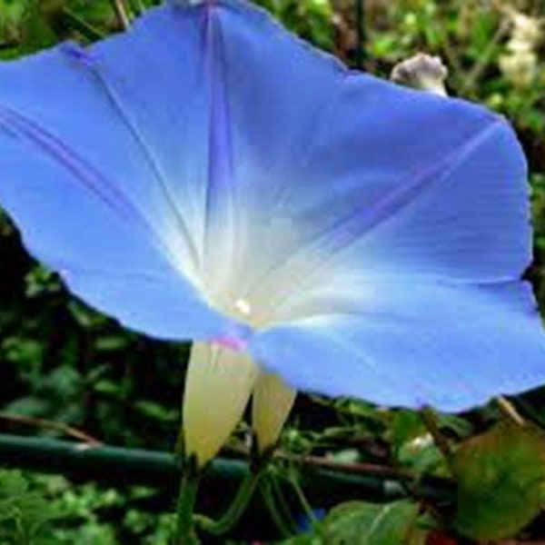 Morning Glory, Heavenly Blue, Seeds Beautiful Blue Season Long Blooms