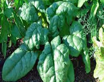 Spinach Seed, America, Heirloom, NON- GMO Seed, Country Creek Acres