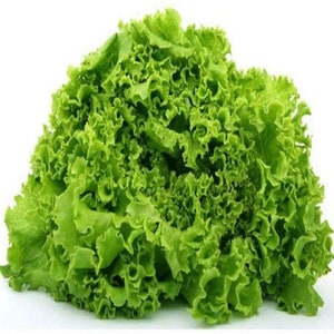 Green Salad Bowl Lettuce Seeds, NON-GMO, Heat-Tolerant, Slow to Bolt, Oak Leaf Variety That Produces Tasty, Lime Green Leaves. Country Creek