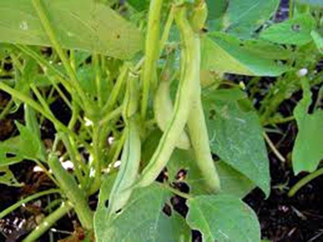 Bean, Top Crop Bush, Heirloom, NONGMO Seeds, Great Tasting Fresh or Cooked, Country Creel Acres