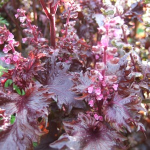May include: Close-up of a vibrant red shiso plant with deep purple leaves and small pink flowers.