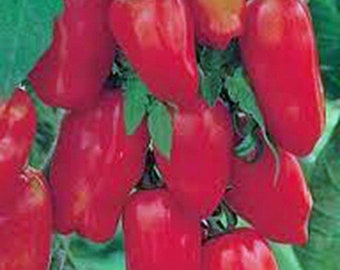 Tomato Seeds, San Marzano Seeds, Heirloom, NON-GMO Seeds. Country Creek Acres