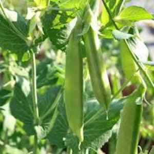 Oregon Snow Pea Seeds- Non-GMO- Finest tasting, most vigorous snow peas. Use them for colorful tasty stir-fry recipes or eat raw