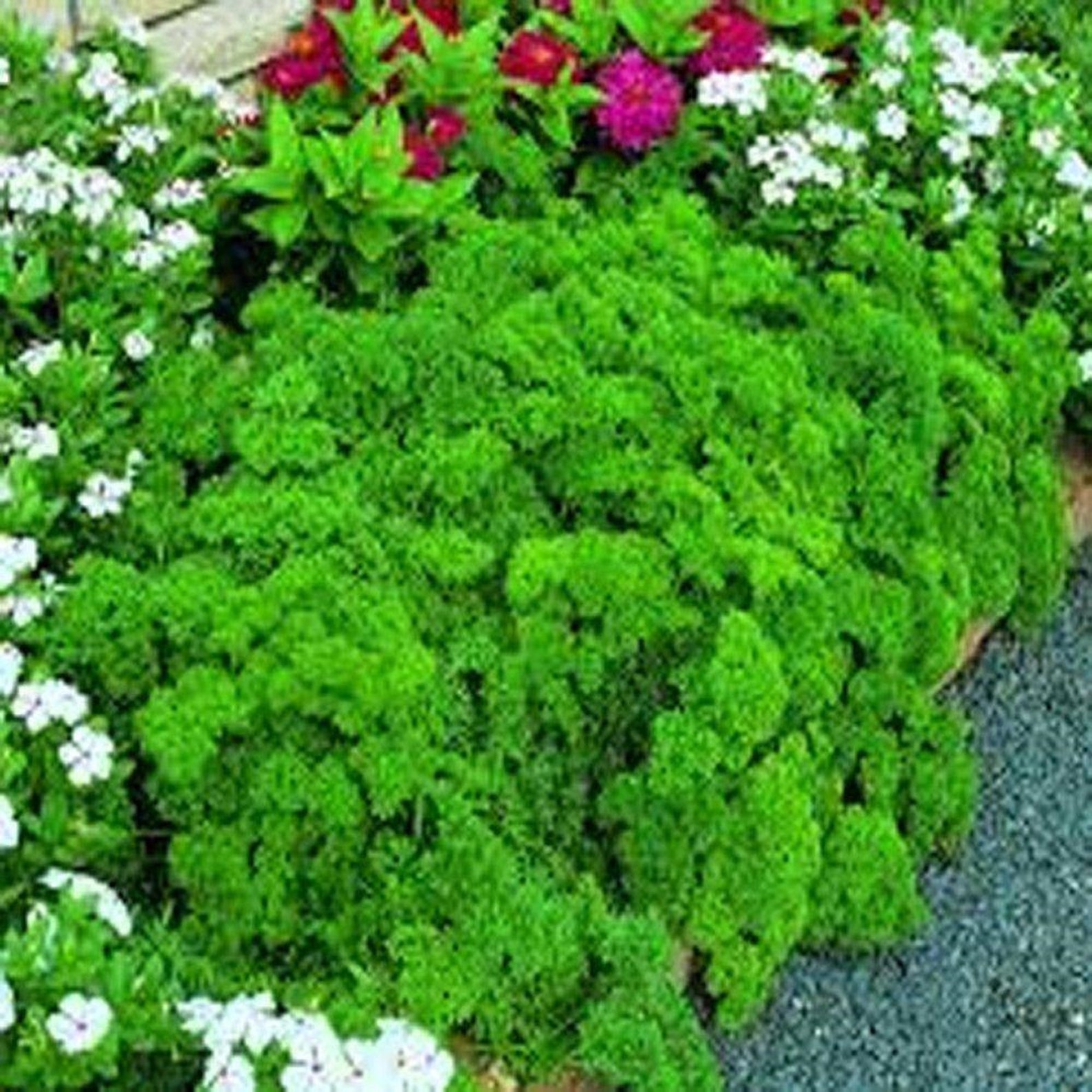 Parsley Triple Curled Parsley Seeds Heirloom NONGMO Seeds Etsy