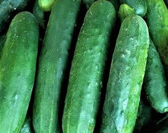 Poinsett 76 Cucumber Seeds, NON-GMO, Great for slicing. Country Creek Acres