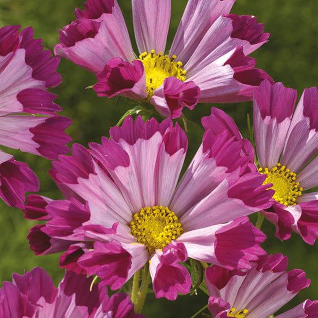Sea Shells Cosmo Seeds - Beautiful Bright 3 Inch Flowers - Flowers Are ...