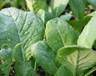 Mustard Greens Seeds, Tendergreen, Heirloom, NON-GMO Seeds, Great for Salads. Country Creek Acres