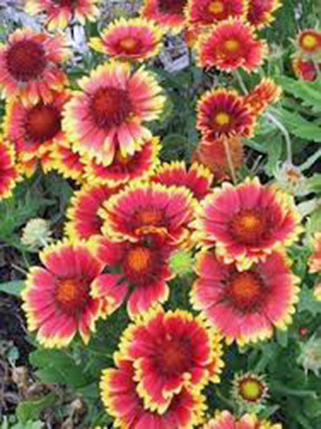 Gaillardia Blanket Flower ,seeds Seeds Beautiful Bright Large Cut