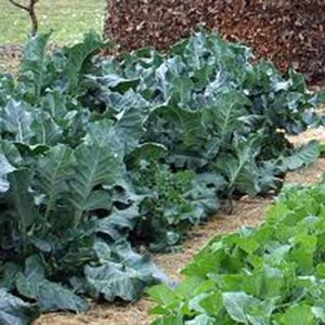 May include: A close-up view of a garden bed with rows of dark green leafy plants. The plants are growing in a bed of brown mulch.