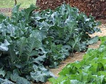 Collard Greens Seeds, Vates, Heirloom, NON-GMO Seeds, Great for Salads, Cooking, Country Creek Acres