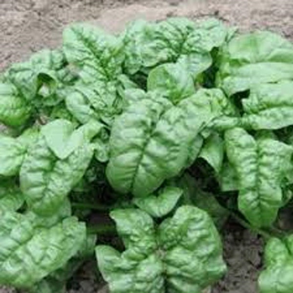 Spinach Seeds, Giant Nobel Spinach seeds, Heirloom, NON-GMO Seeds, Salad Spinach. Country Creek Acres