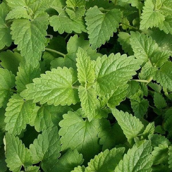 Catnip Plant Seeds, NON-GMO, Best Known for Being Attractive to Cats, Country Creek Acres