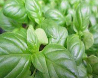 Basil Seeds, Sweet Genovese, NON-GMO Seeds, Great All Around Basil, Makes Excellent Pesto Country Creek Acres