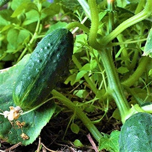 May include: A close-up of a dark green cucumber growing on a vine. The cucumber is oblong with a textured surface and small bumps. The vine has green stems and leaves, with a few small, yellow flowers.