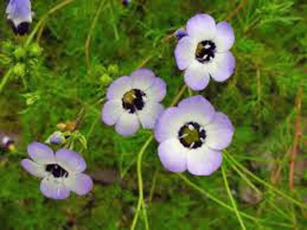 Bird's Eye Gilia Tricolor 100+ Seeds Beautiful Delicate Lavender Blooms - Walmart Supplies