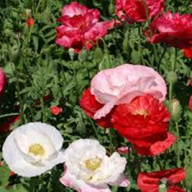 Small Ruffled Poppy Poppy, Shirley Seeds, Bright Red Flower, Long Lasting Red Blooms - Etsy