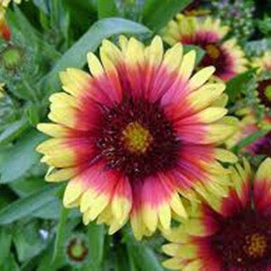 May include: Close-up of a cluster of yellow and red flowers with a dark red center. The flowers have a layered petal design and are in full bloom.