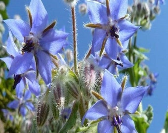 Borage Herb Seeds, NON-GMO,  Country Creek Acres