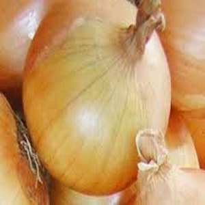 Onion Seeds, Texas Early Grano Onion Seeds, Heirloom, NON-GMO, Short Day, Vidalia Type. Country Creek Acres