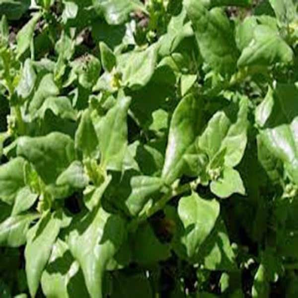 Spinach Seeds, New Zealand Seeds, Heirloom, NON- GMO Seeds, Country Creek Acres