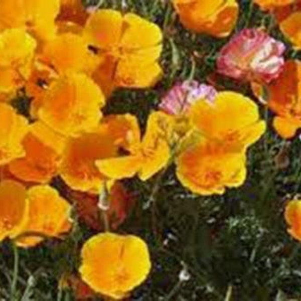 California Poppy Seeds Newly Harvested