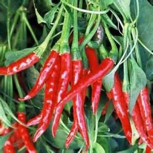 Pepper Seeds, Thai Hot, Heirloom, NON-GMO Seeds, Very Spicy Great Fresh or Dried. Country Creek Acres