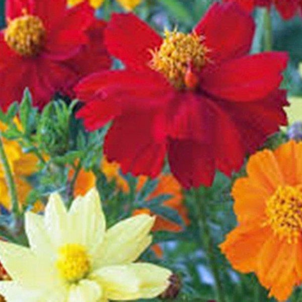 Bright Lights Cosmos Seeds  Newly Harvested, Beautiful Bright Flower