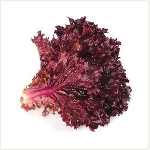 May include: A single leaf of red lettuce with frilly edges. The lettuce is a deep burgundy color and has a slightly textured surface.