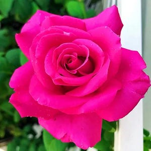 May include: A single, vibrant pink rose with dew drops on its petals. The rose is in full bloom and has a delicate, layered appearance.
