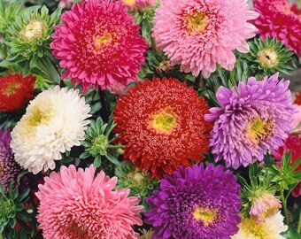 May include: A bouquet of colorful aster flowers in shades of pink, purple, white, and red. The flowers have a fluffy, daisy-like appearance.