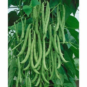 May include: A close-up of a bunch of green string beans hanging from a vine. The beans are long and slender, and they are all about the same size.
