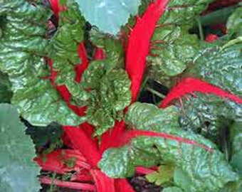 Rhubarb Seeds, Rhubarb Swiss Chard Seeds, Heirloom, NON-GMO, Country Creek Acres