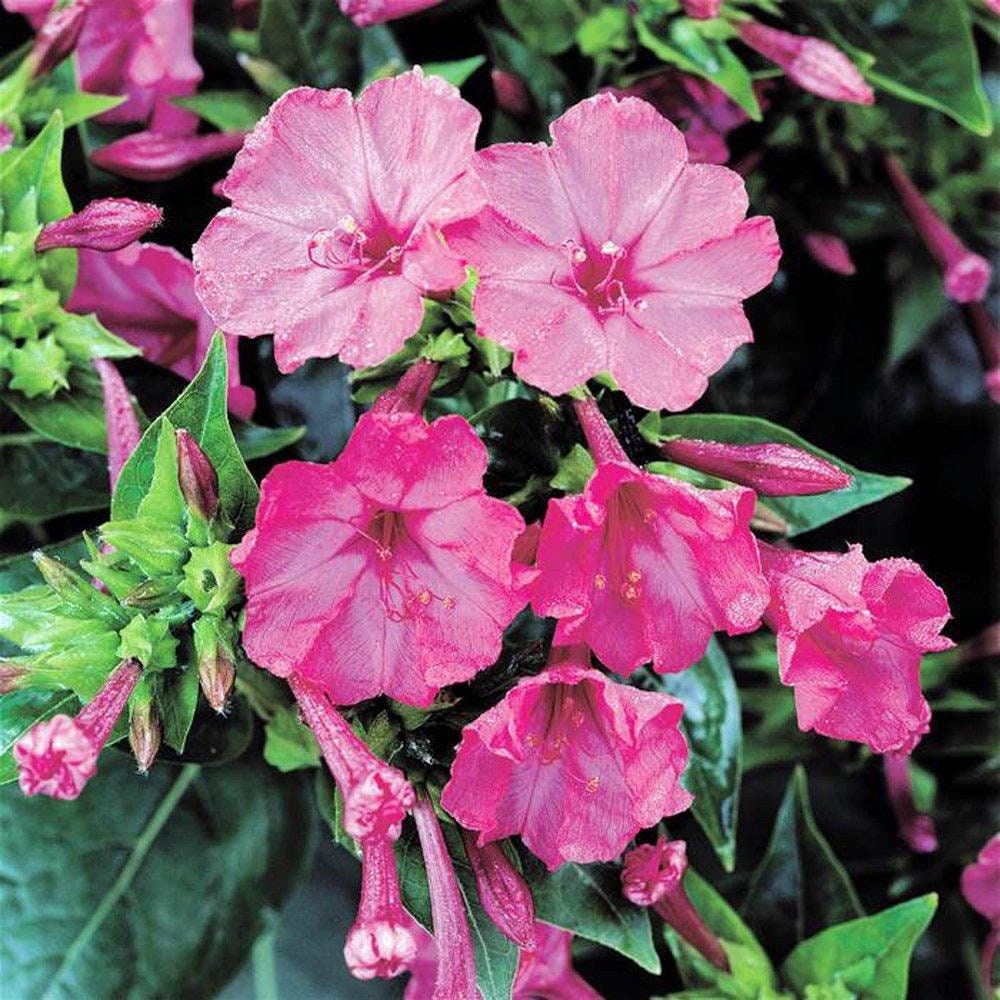 Four O'clock Pink Seeds Flower Seeds Organic Beautiful Etsy