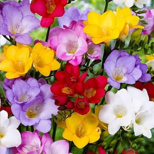 May include: A bouquet of colorful freesia flowers in shades of purple, pink, white, yellow, and red. The flowers are arranged in a cluster, with the stems visible.